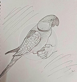 Pencil sketch of a parrot perched on the hand of its caretaker