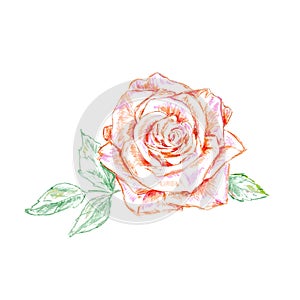 Pencil sketch of the pink rose photo