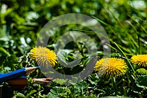 Pencils of different colors in green grass with yellow dandelions