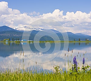 Pend Oreille River Reflection of Clouds, Selkirk Mountains and Western Lupine