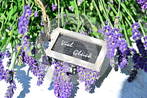 Pendant flower blossoms lavender