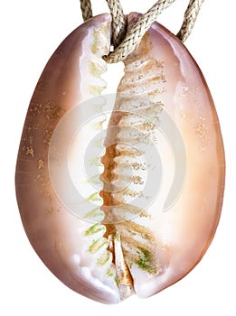 Pendant from natural cowry mollusk shell on thread