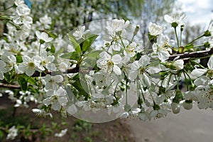 Pendent white flowers on branch of sweet cherry in April