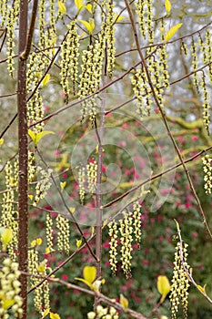 pendent yellow green bell shaped flowers