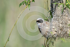Penduline tit