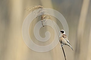 Penduline tit