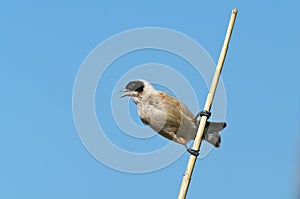 Penduline tit