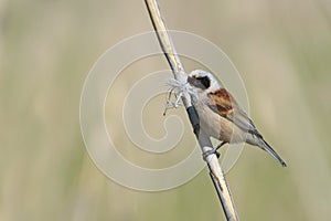 Penduline tit