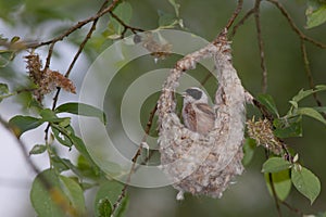 Penduline Tit