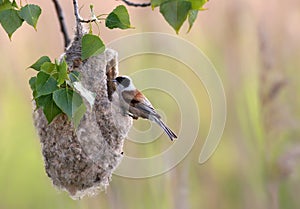 Penduline Tit