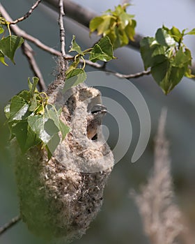 Penduline Tit