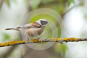 Penduline Tit