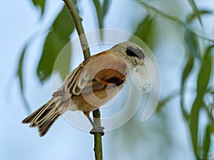 Penduline tit during construction of suspended nest photo