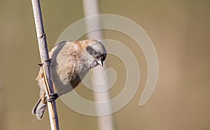 Penduline Tit