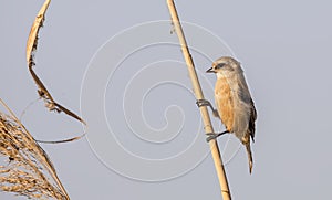 Penduline Tit on Reed