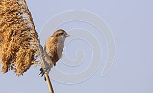 Penduline Tit on Reed