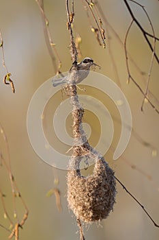 Penduline Tit - Remiz pendulinus photo