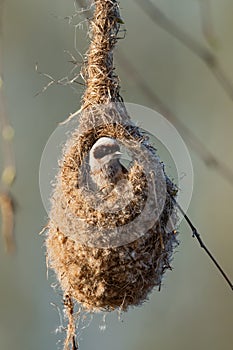 Penduline Tit - Remiz pendulinus photo
