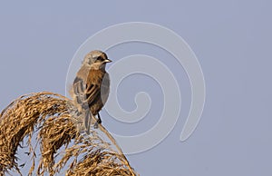 Penduline Tit on Top of Reed