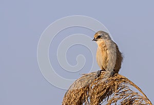 Penduline Tit on Top of Reed