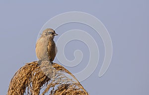 Penduline Tit on Top of Reed