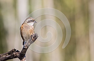 Penduline Tit on Tree Branch