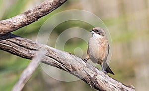 Penduline Tit on Tree Branch