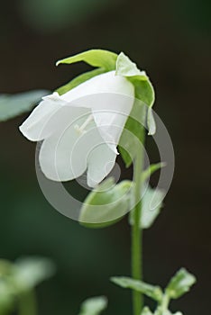 Pendulous bellflower Campanula pendula, close-up of white flower photo