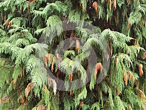 Pendulous branches of Chamaecyparis Nootkatensis Pendula.