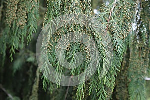 Pendulous branches of Chamaecyparis Nootkatensis Pendula. photo