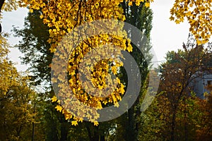 Pendulous branches of maple with autumnal foliage in October