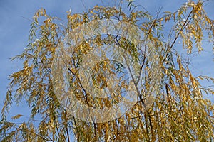 Pendulous branches of young willow with yellow leaves in autumn