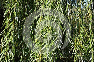 Pendulous branchlets of Salix babylonica with green leaves photo