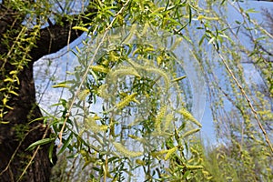 Pendulous branchlets of Salix babylonica in spring photo