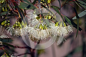 Pendulous cream blossoms of the Australian native Tall Sand Mallee, Eucalyptus eremophila