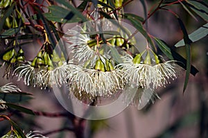 Pendulous cream blossoms of the Australian native Tall Sand Mallee, Eucalyptus eremophila photo