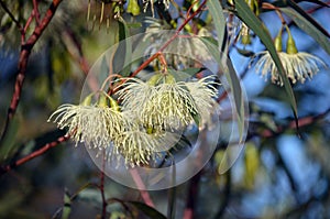 Pendulous cream blossoms of the Australian native Tall Sand Mallee, Eucalyptus eremophila photo