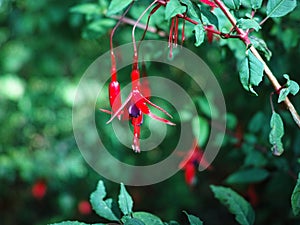 Pendulous flower Fuchsia regia at bloom in garden. Bokeh