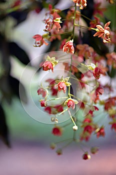 Pendulous flowers of the Leichhardt Bean Tree, Cassia brewsteri