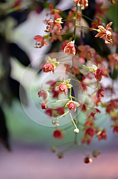 Pendulous flowers of the Leichhardt Bean Tree, Cassia brewsteri photo