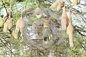 Pendulous Nest Birds colony