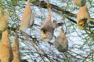 Pendulous Nest Birds colony photo