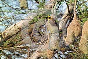 Pendulous Nest Birds colony photo