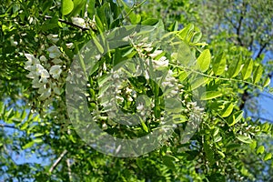 Pendulous racemes of white flowers of Robinia pseudoacacia