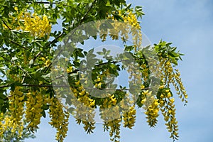 Pendulous racemes of yellow Laburnum flowers photo