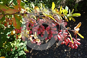 Pendulous red berries on branch of barberry in autumn photo