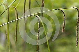 Pendulous sedge Carex pendula