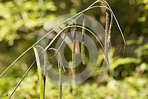 Pendulous sedge Carex pendula