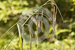 Pendulous sedge Carex pendula photo