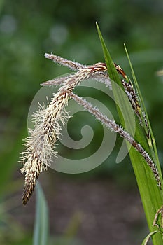 Pendulous Sedge photo